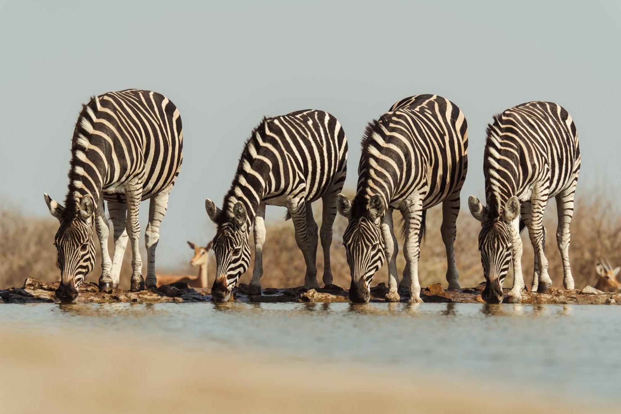 Last Word Madikwe Vila Madikwe Game Reserve Exterior foto