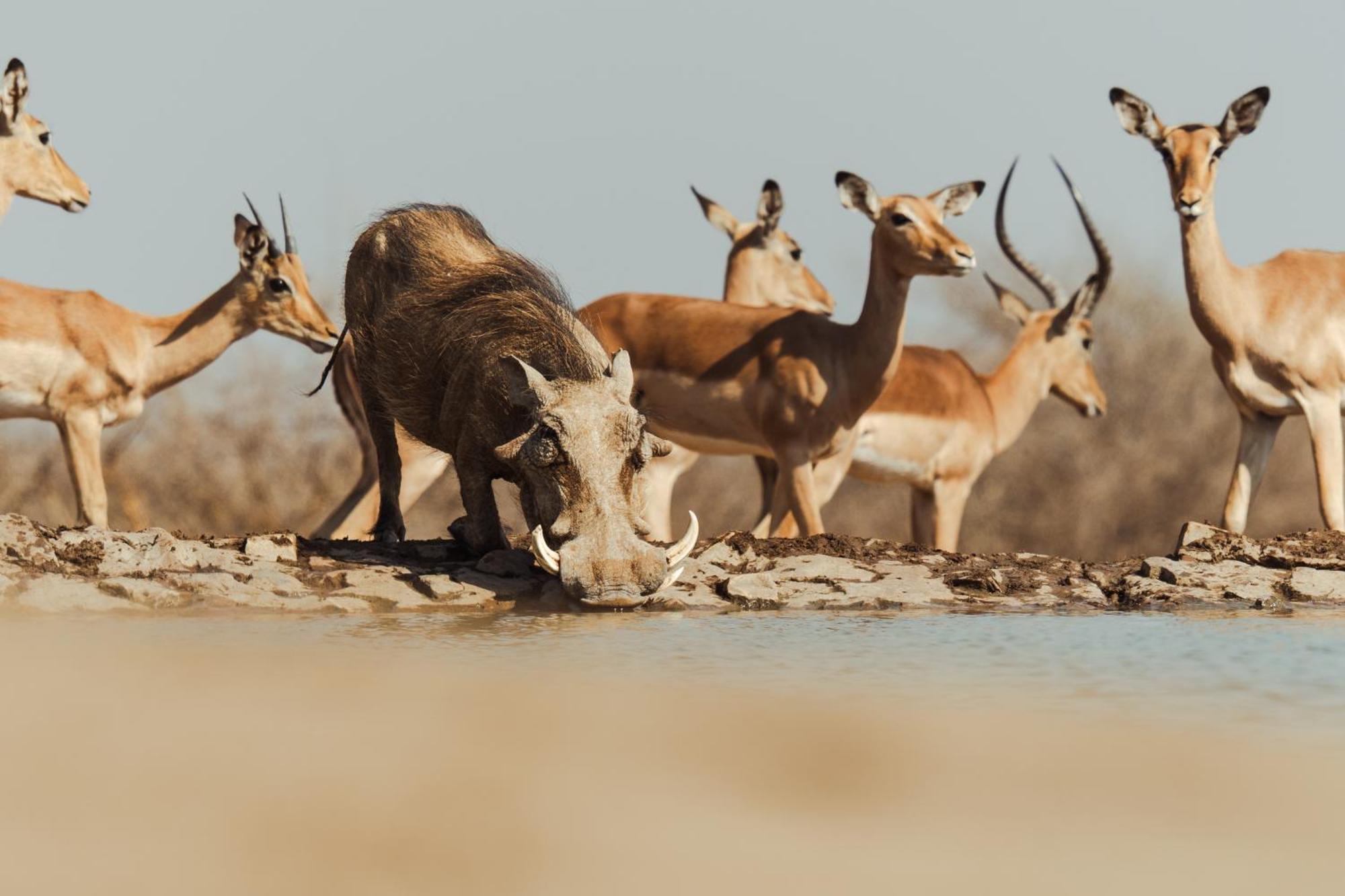 Last Word Madikwe Vila Madikwe Game Reserve Exterior foto