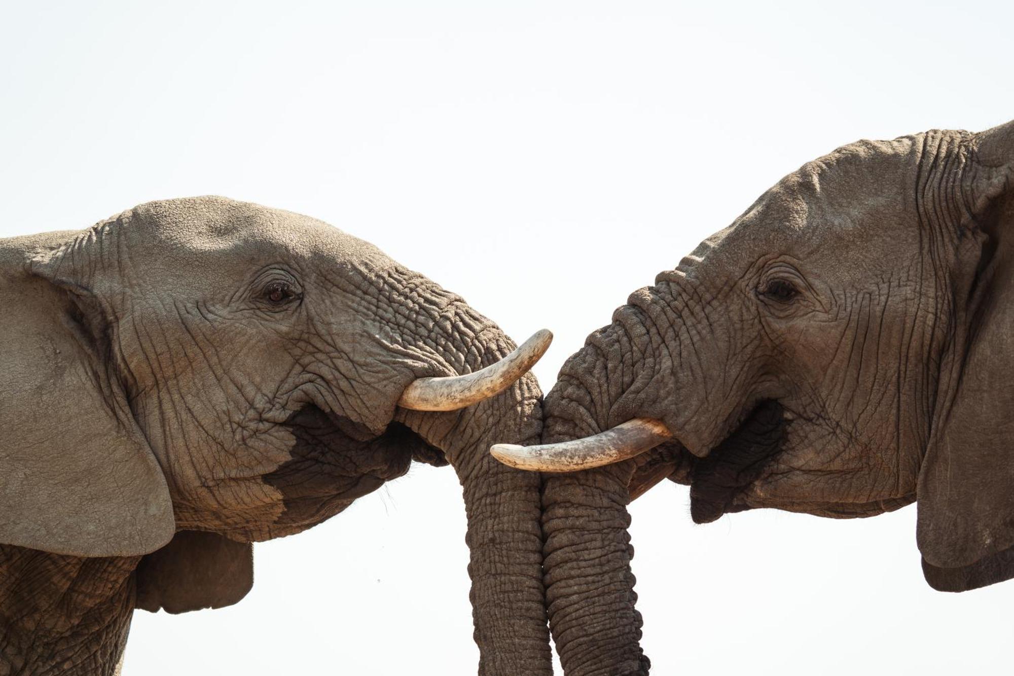 Last Word Madikwe Vila Madikwe Game Reserve Exterior foto