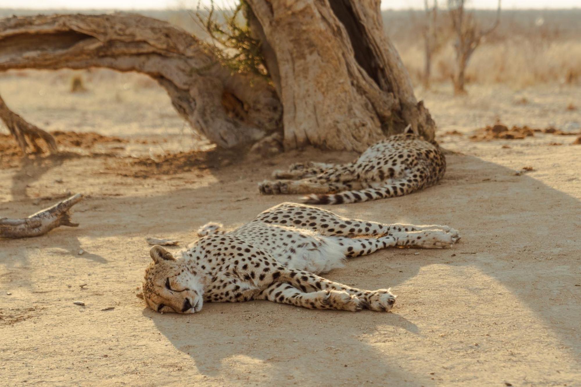 Last Word Madikwe Madikwe Game Reserve Exterior foto