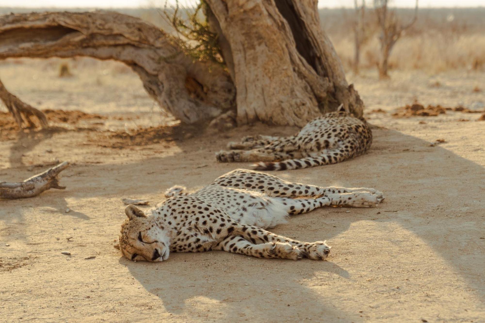 Last Word Madikwe Vila Madikwe Game Reserve Exterior foto