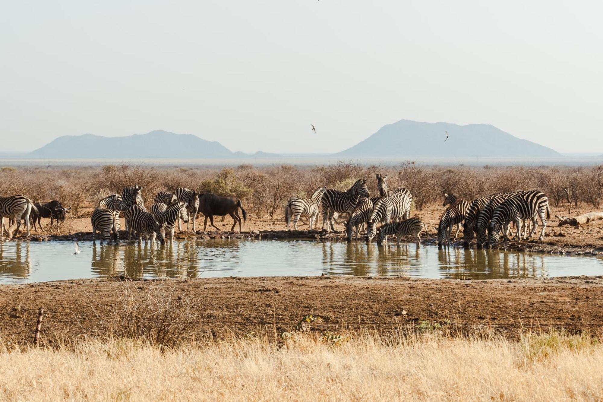 Last Word Madikwe Madikwe Game Reserve Exterior foto