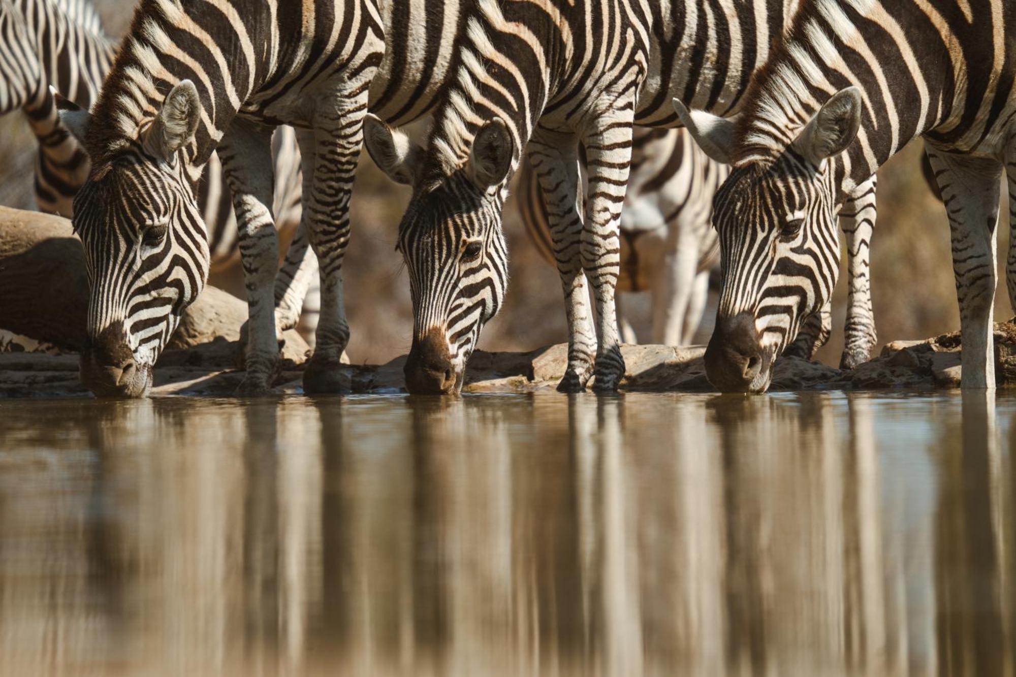 Last Word Madikwe Vila Madikwe Game Reserve Exterior foto