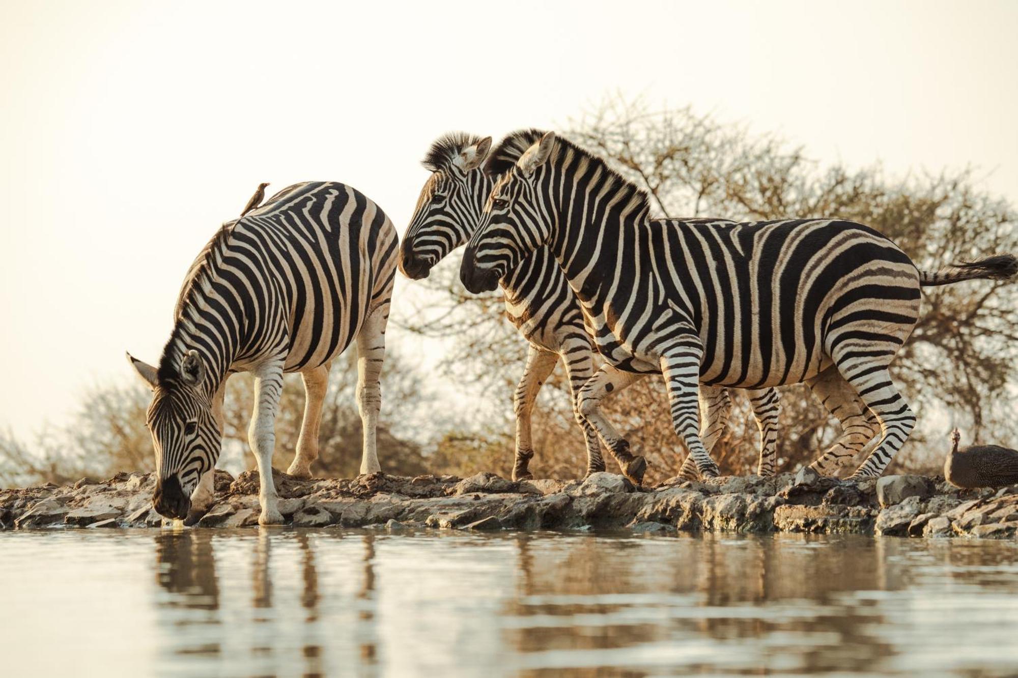 Last Word Madikwe Vila Madikwe Game Reserve Exterior foto