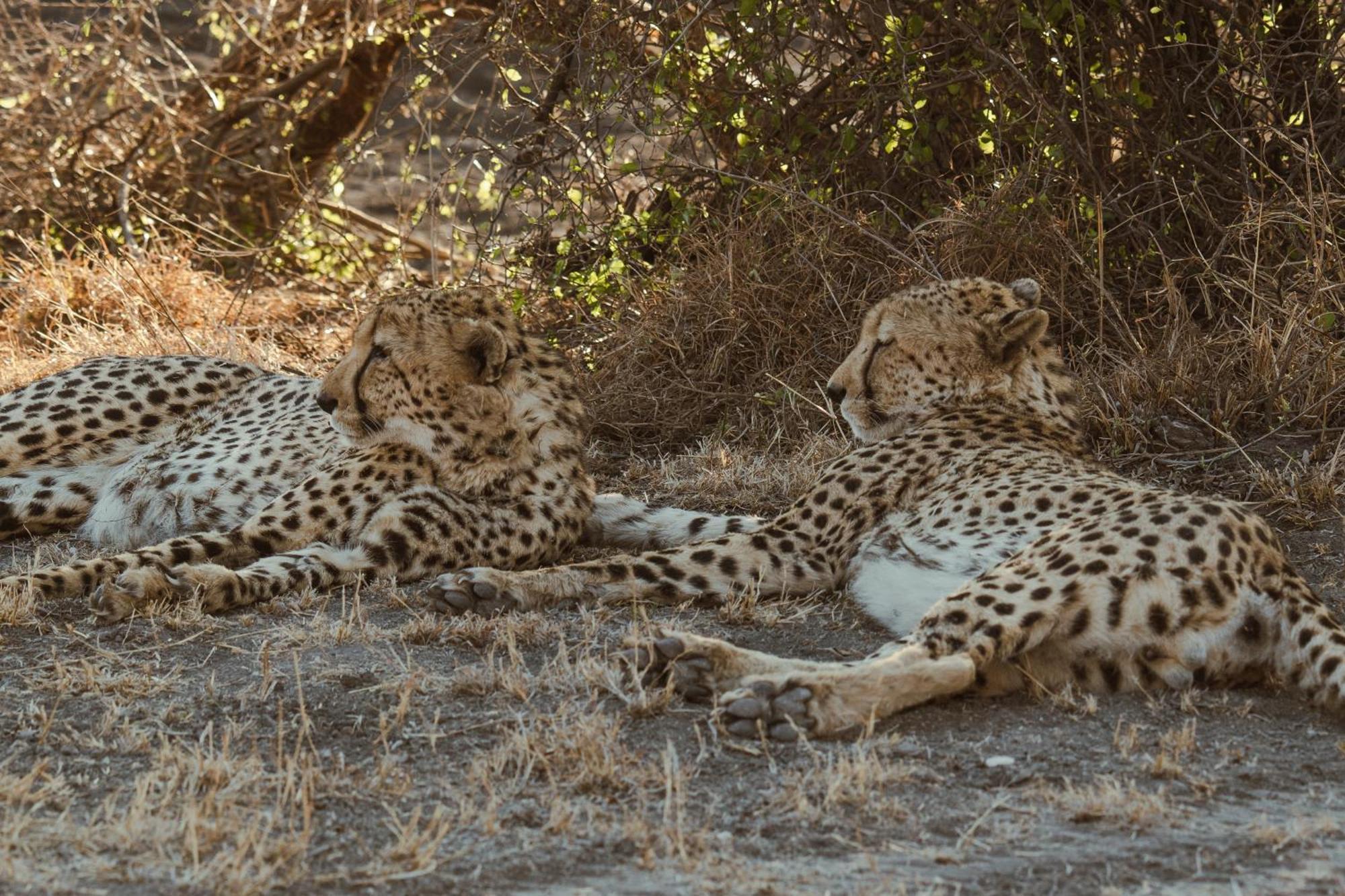 Last Word Madikwe Vila Madikwe Game Reserve Exterior foto